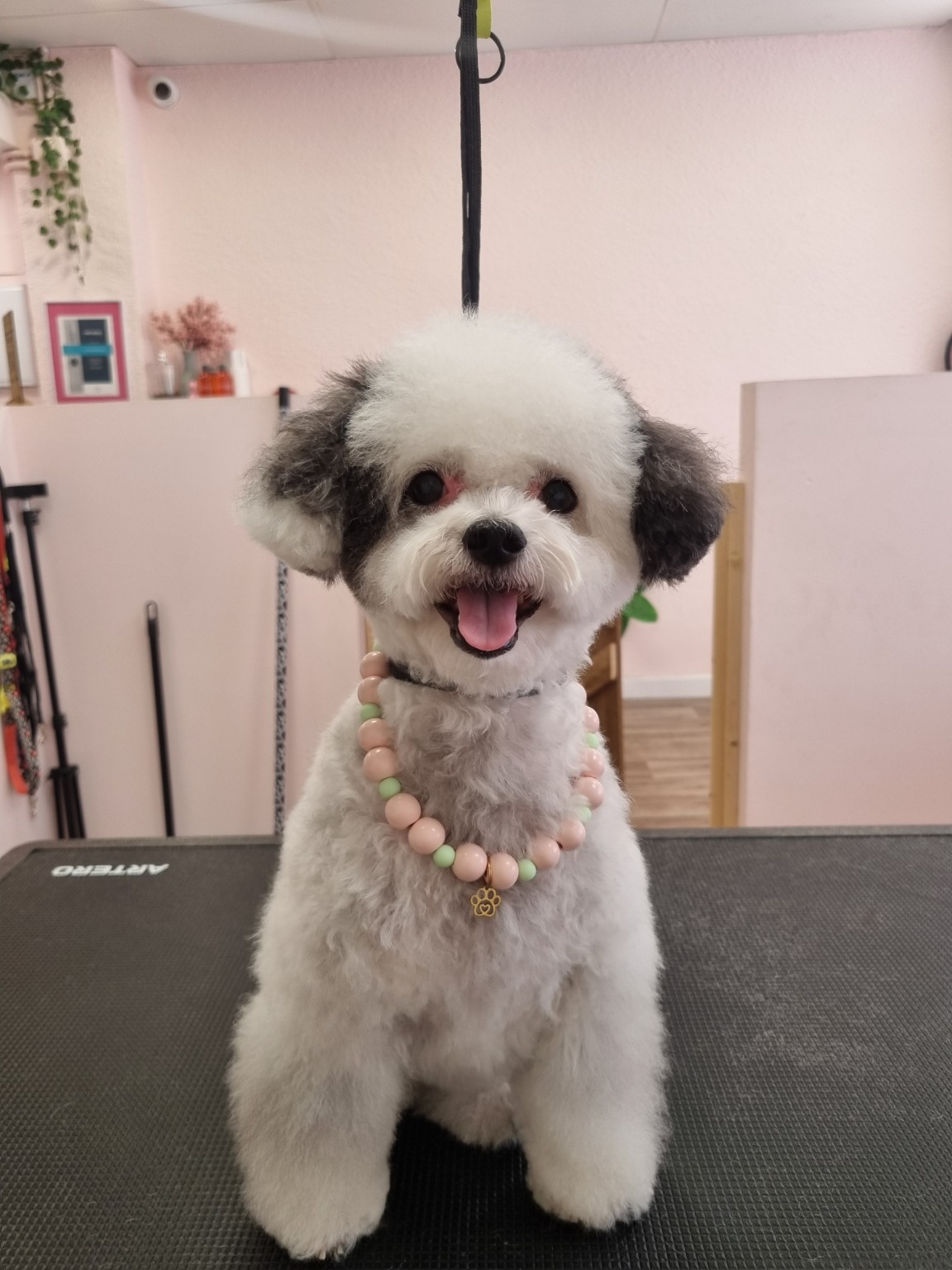 Perro recién arreglado en Guaupetones