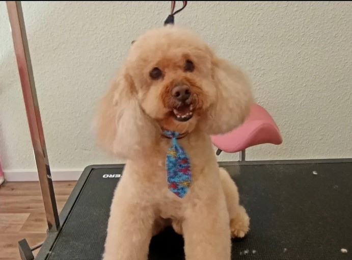 Perro pequeño arreglado