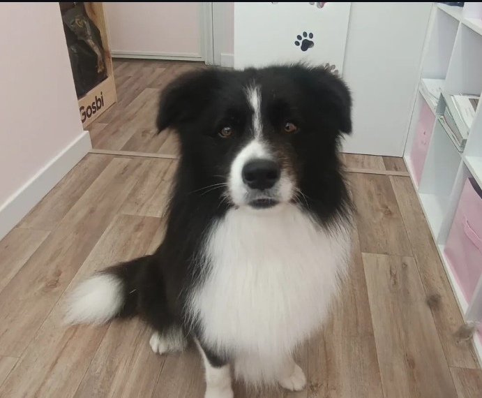 Perro en Guaupetones